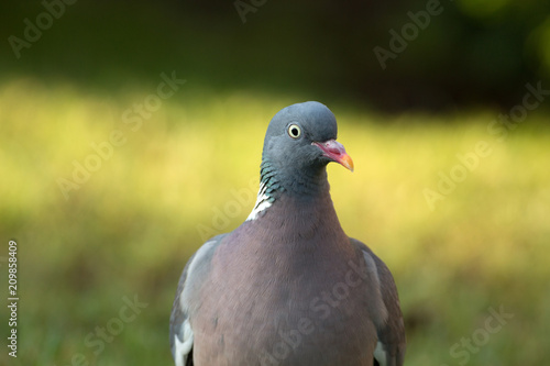 Portrait of Wood pigeon (Columba palumbus)
