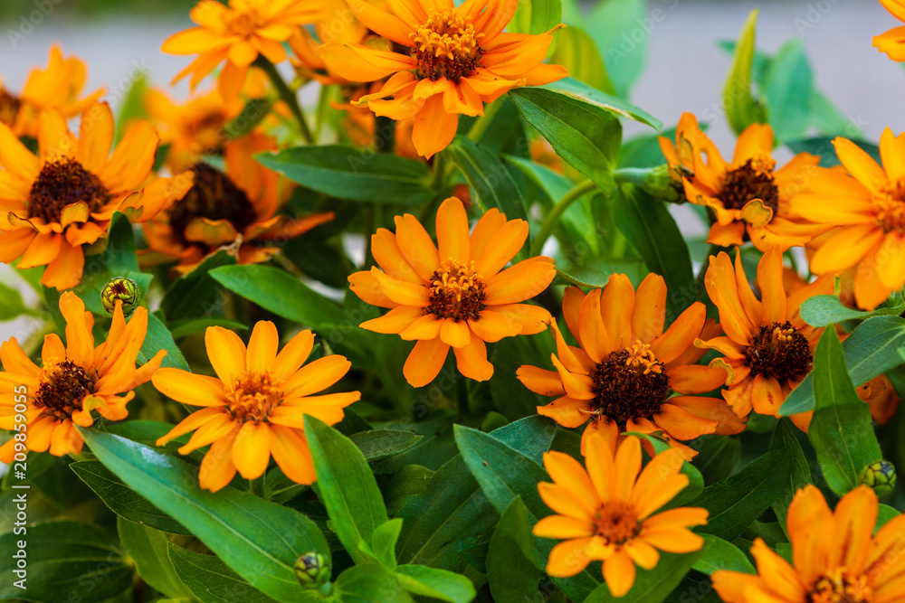 close up of some brightly colored daisies close up of some brightly colored daisies