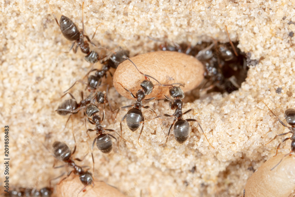 Ants and formic eggs in nature Ants and formic eggs in nature