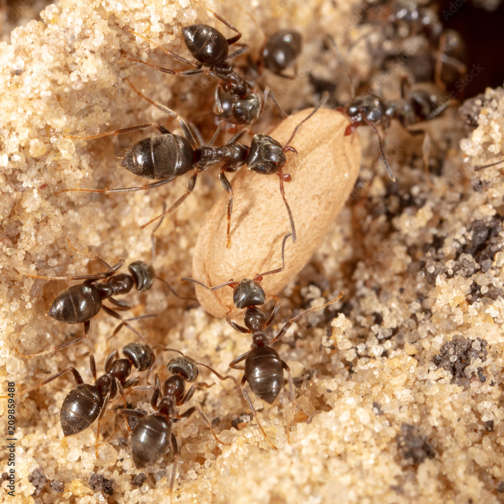 Ants and formic eggs in nature Ants and formic eggs in nature