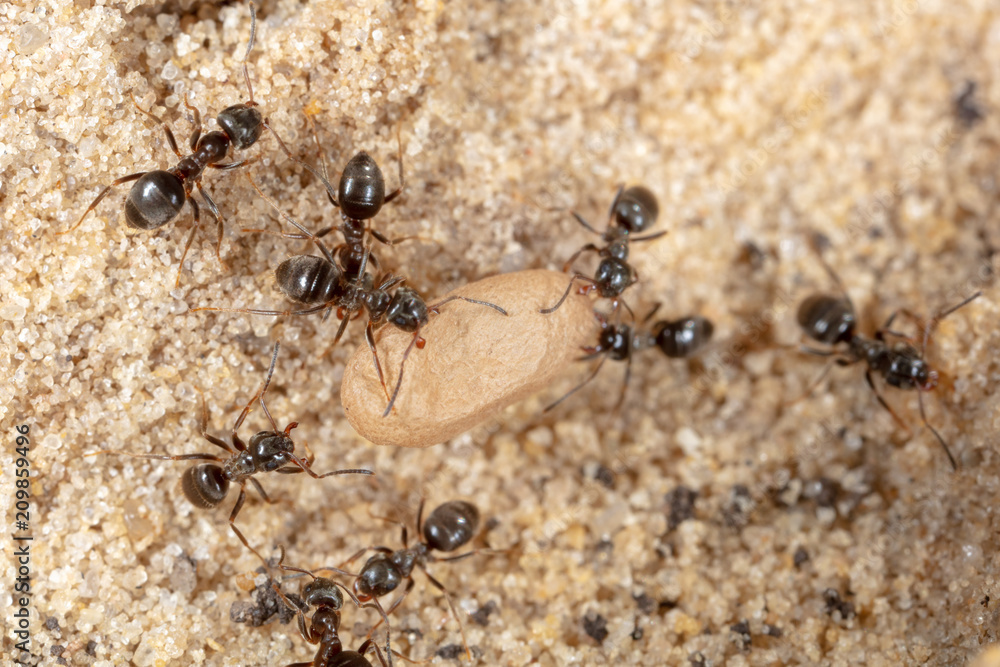 Ants and formic eggs in nature Ants and formic eggs in nature