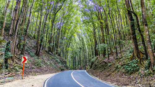 man made forest in tagbilaran philippines photo