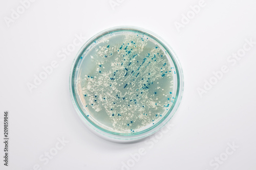 Agar plate with bacterial colonies for plasmid vector cloning, copy-space