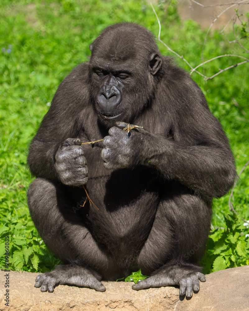 Gorilla eats a branch in the park Gorilla eats a branch in the park