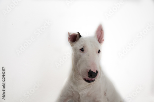 Bull terrier dog isolated against white background