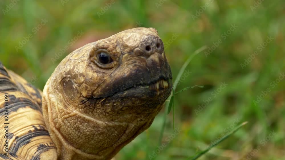 Leopard tortoise (Stigmochelys pardalis) portrait Leopard tortoise (Stigmochelys pardalis) portrait
