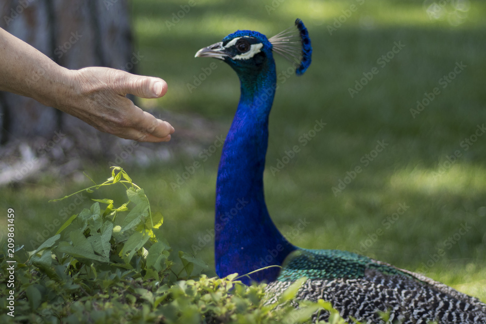 Obraz premium Pavo Real
