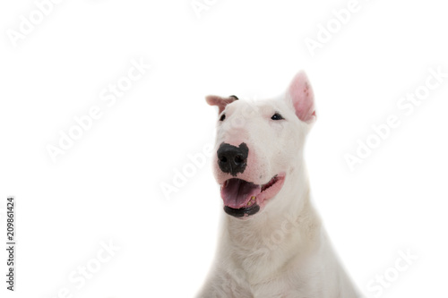 Bull terrier dog isolated against white background