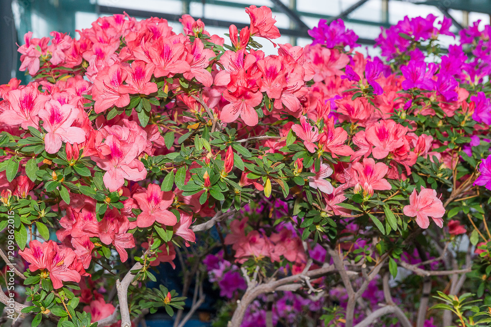 The aroma of flowering azaleas of white, pink, red, bard colors is spread all over the greenhouse.