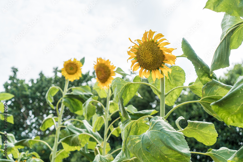 Fototapeta premium Sunflowers on the farm
