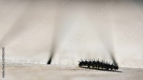 CRAWLING CATERPILLAR