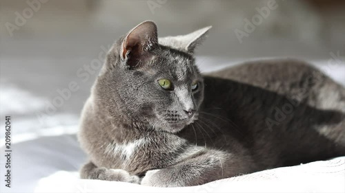 A BEAUTIFUL GREY CAT 