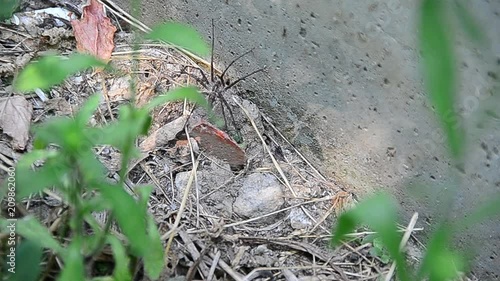 Agelenopsis potteri, spider, grass spider, hobo spider