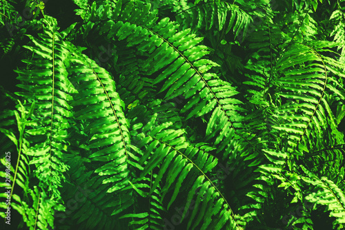 Fresh green fern leaves background