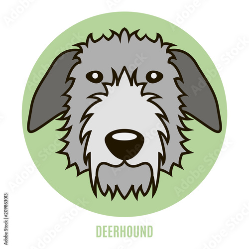 Portrait of Deerhound. Vector illustration in style of flat