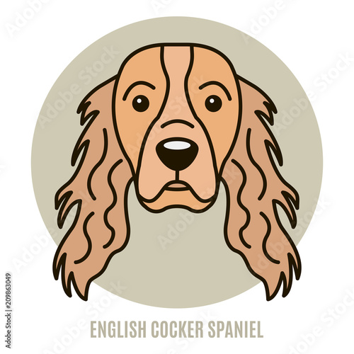 Portrait of English Cocker Spaniel. Vector illustration in style of flat