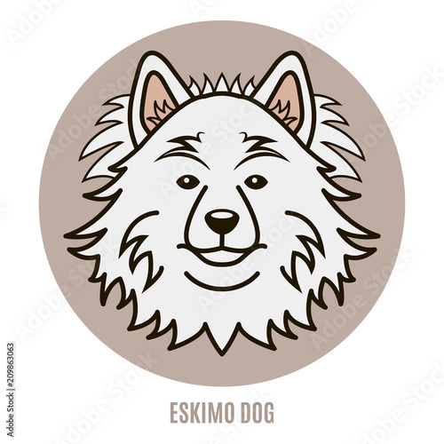 Portrait of Eskimo Dog. Vector illustration in style of flat