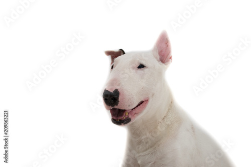 Bull terrier dog isolated against white background