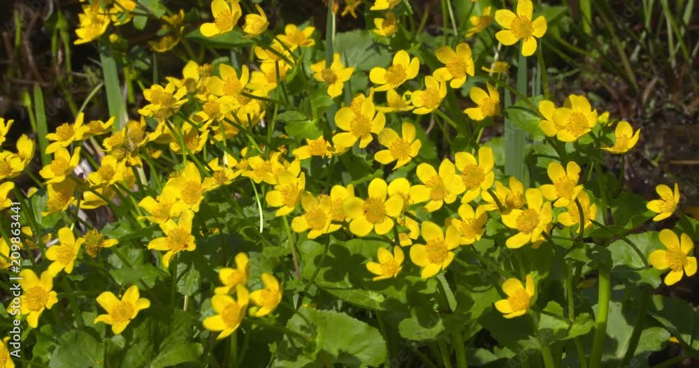 Bright yellow flowers of Marsh marigold, Caltha palustris, a plant of wet meadows, marshes and wet woodlands. Bright yellow flowers of Marsh marigold, Caltha palustris, a plant of wet meadows, marshes and wet woodlands.