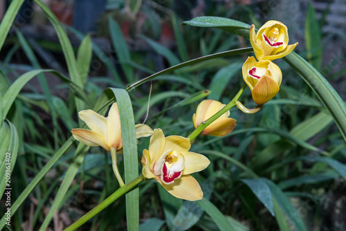 Surprising in their beauty, flowering multicolored orchids grow in the orchidarium. photo