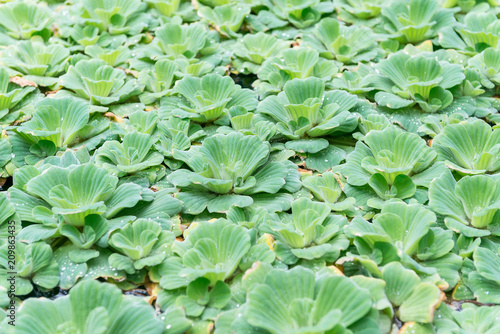 Close up Water lettuce or Pistia stratiotes Linnaeus on the water and water drop on itself