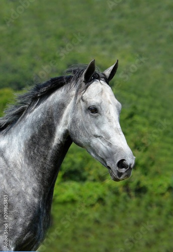 Outdoor head portrait of a beautiful thoroughbred horse with alert facial expression and pricked ears. © Anke van Wyk