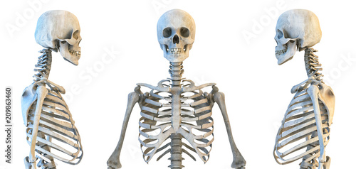 Human skull and rib cage skeleton anatomy set. Skeletal bones, lateral and anterior view. Educational medicine poster. 3D illustration