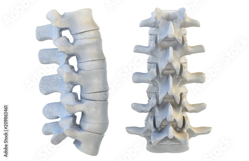 фотографія Human vertebrae anatomy