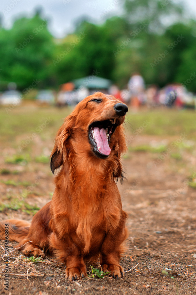 red dachshund funny portrait	