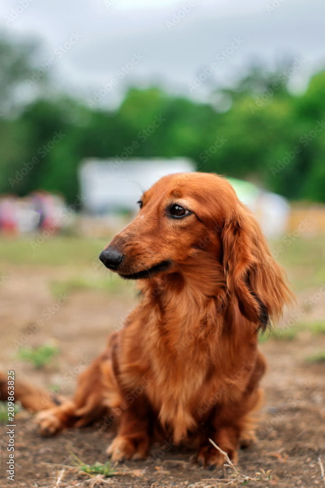 red dachshund funny portrait	