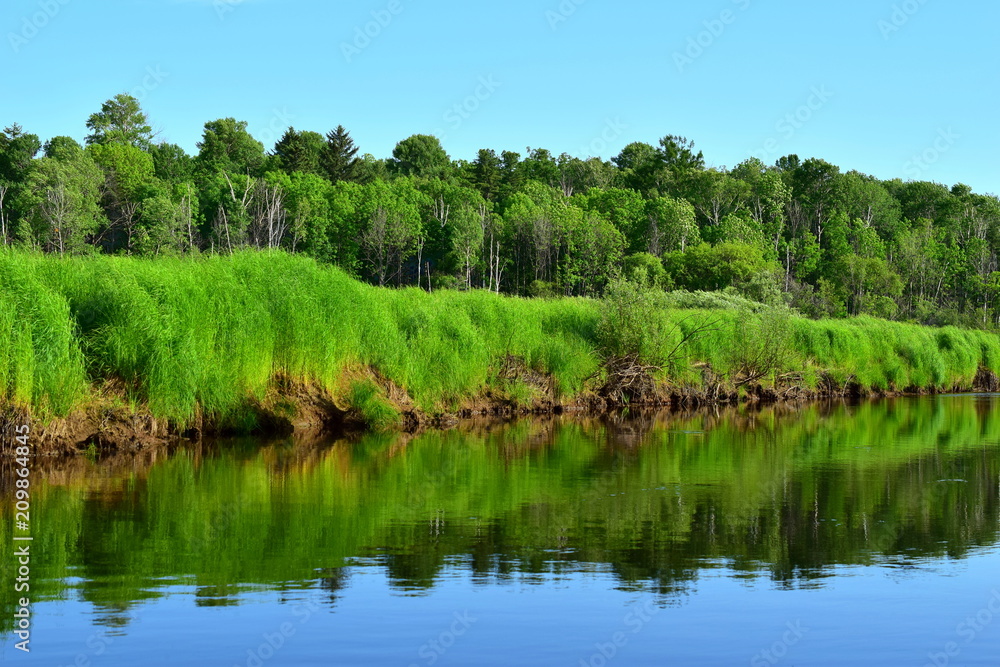 Fototapeta premium River with steep grassy bank, forest in the background