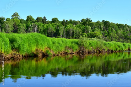 River with steep grassy bank, forest in the background