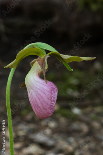 Pink Lady's Slipper wildflower close-up