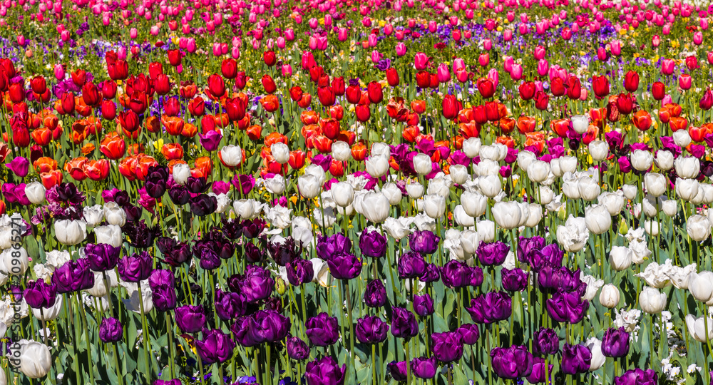 Tulip colour explosion