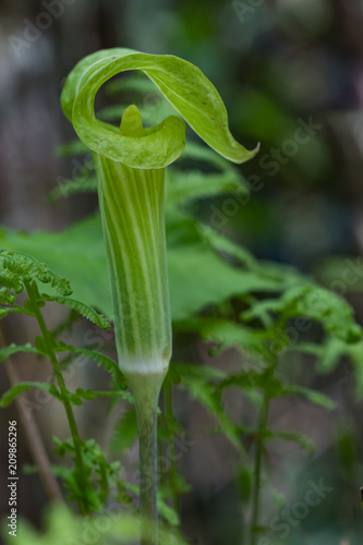  Jack-in-the-pulpit wildflower close-up