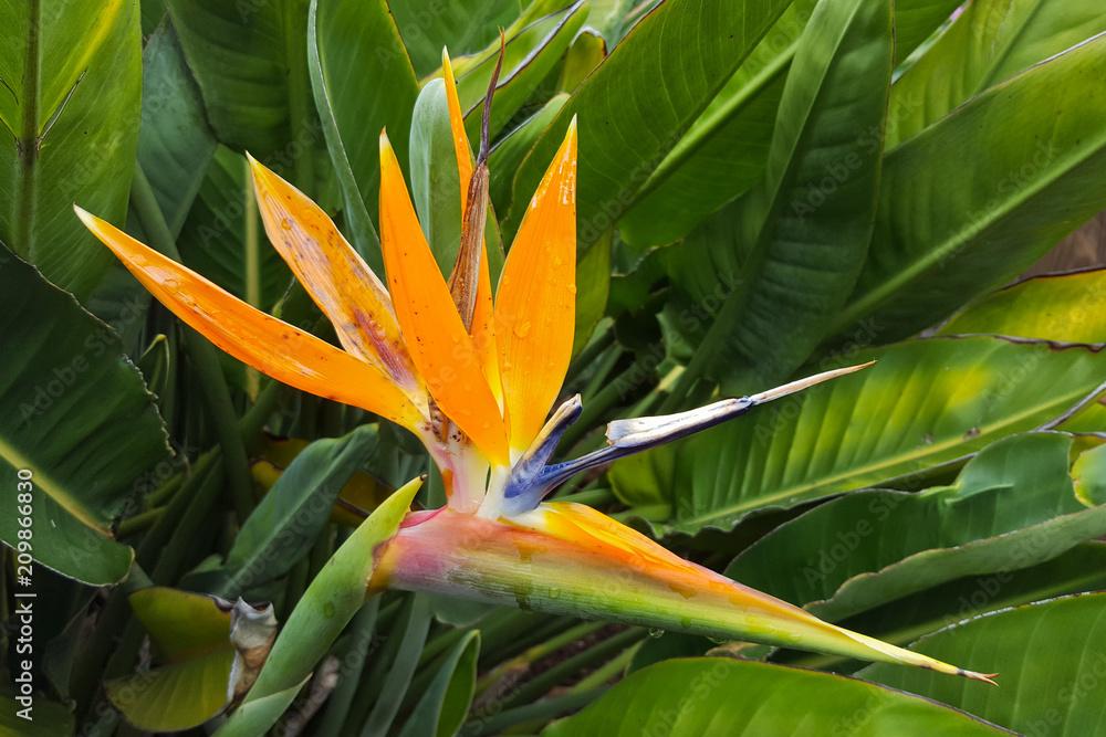 bird of paradise flower