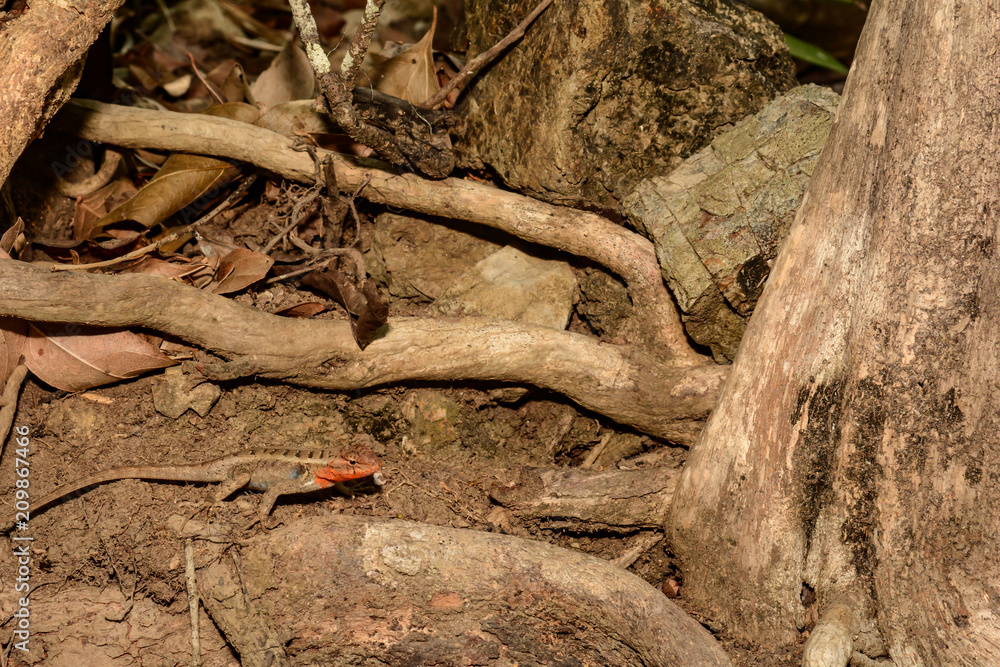 Fototapeta premium Rosebelly Lizard (Sceloporus variabilis)