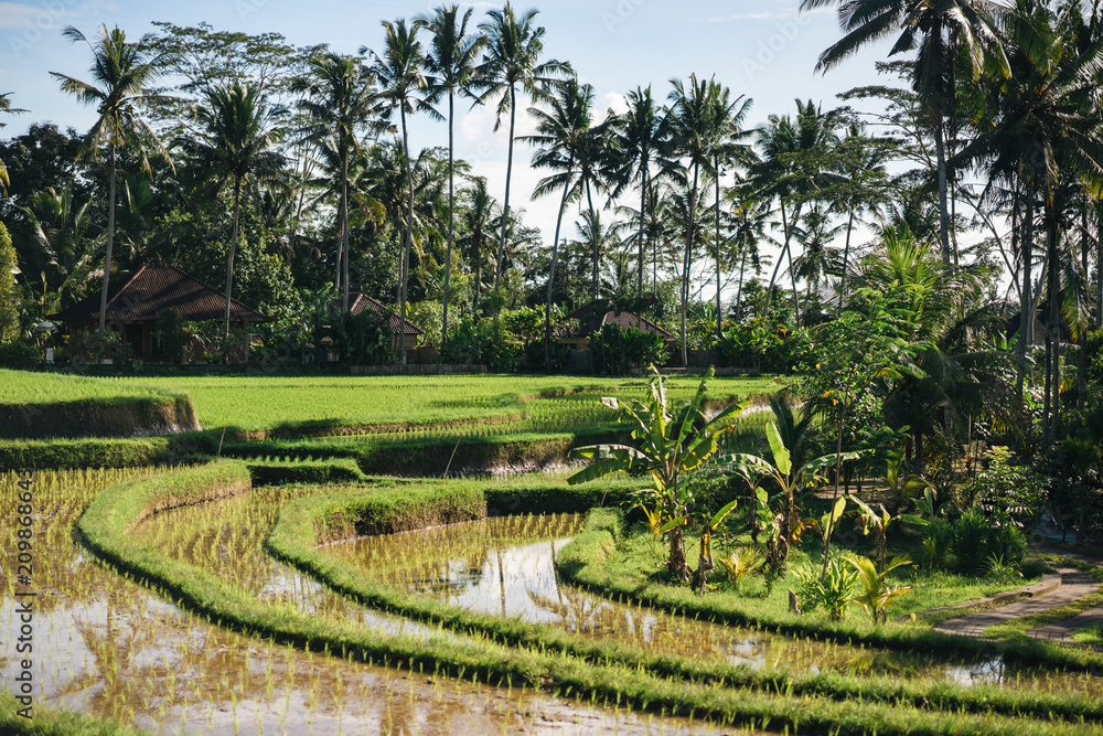 Scenic view of rice fields, palm trees and cloudy sky background, Ubud, Bali, Indonesia