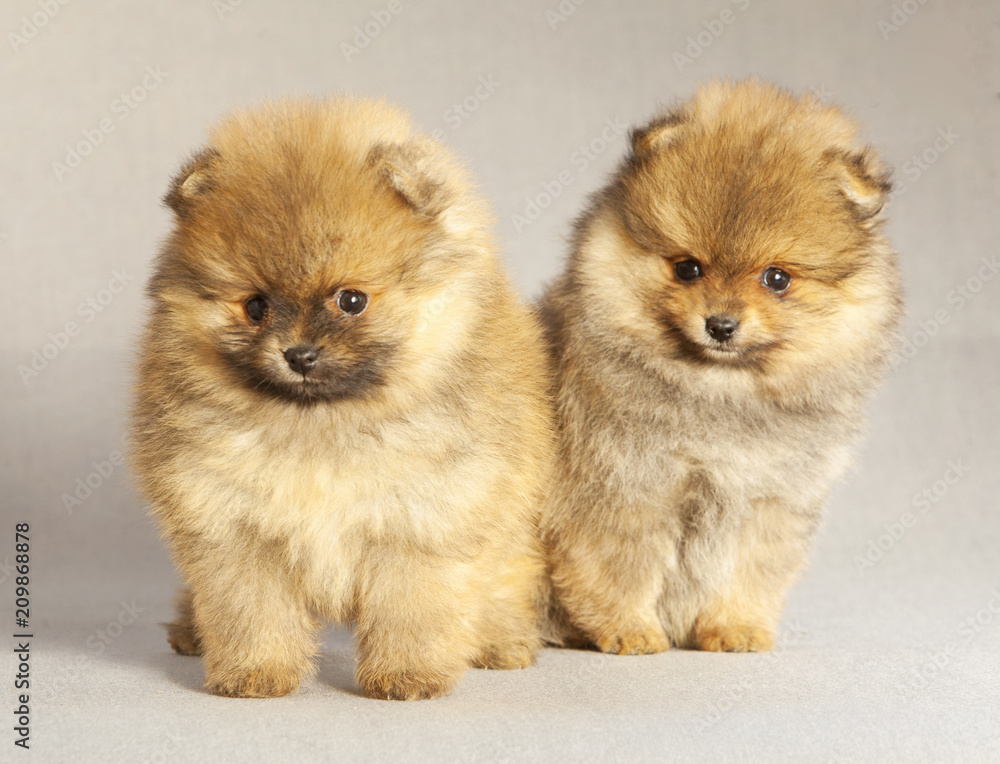 Couple of Pomeranian puppy dog portrait in studio Couple of Pomeranian puppy dog portrait in studio