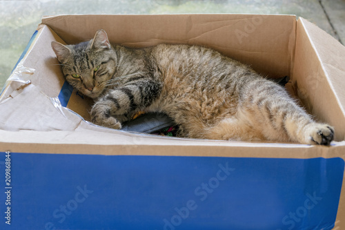 Cat in a cardboard box, seems cats love making a cardboard box a bed.
