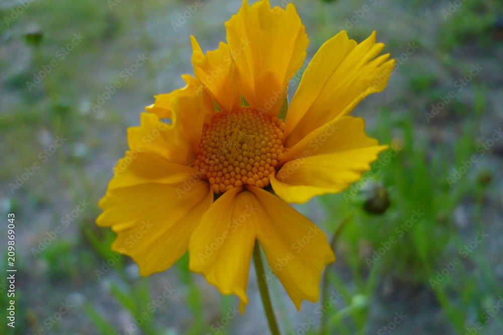 Fototapeta premium flower
