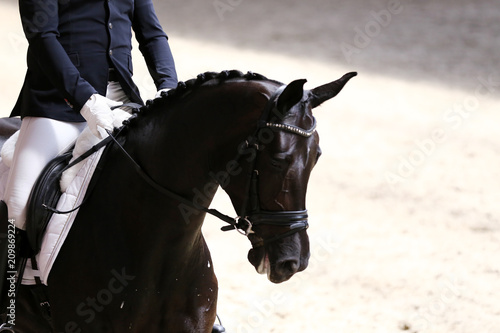 Portrait close up of dressage sport horse with unknown rider © acceptfoto
