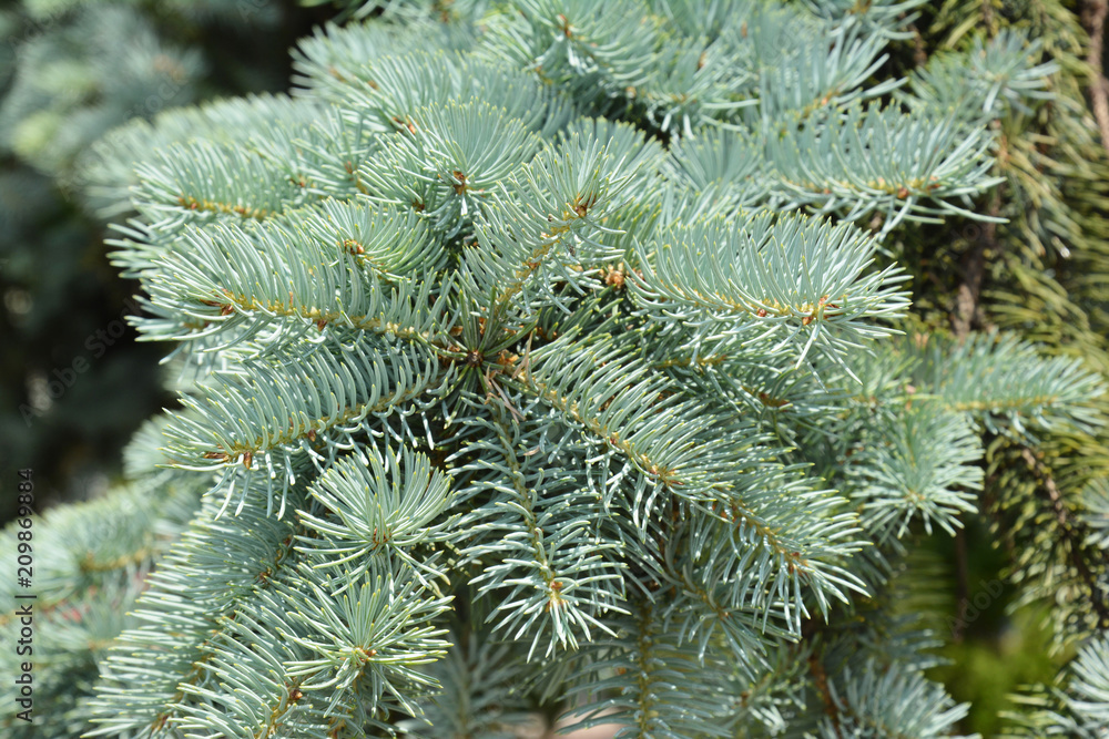 Blue spruce branches in the garden Blue spruce branches in the garden