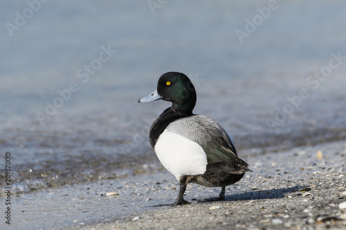 スズガモ雄(Greater Scaup) © sandpiper