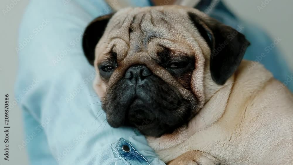 Cute pug on the owners hands. Young woman pet her little dog. Cute pug on the owners hands. Young woman pet her little dog.