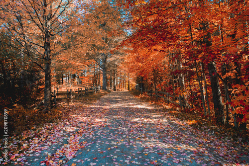 New England foliage photo