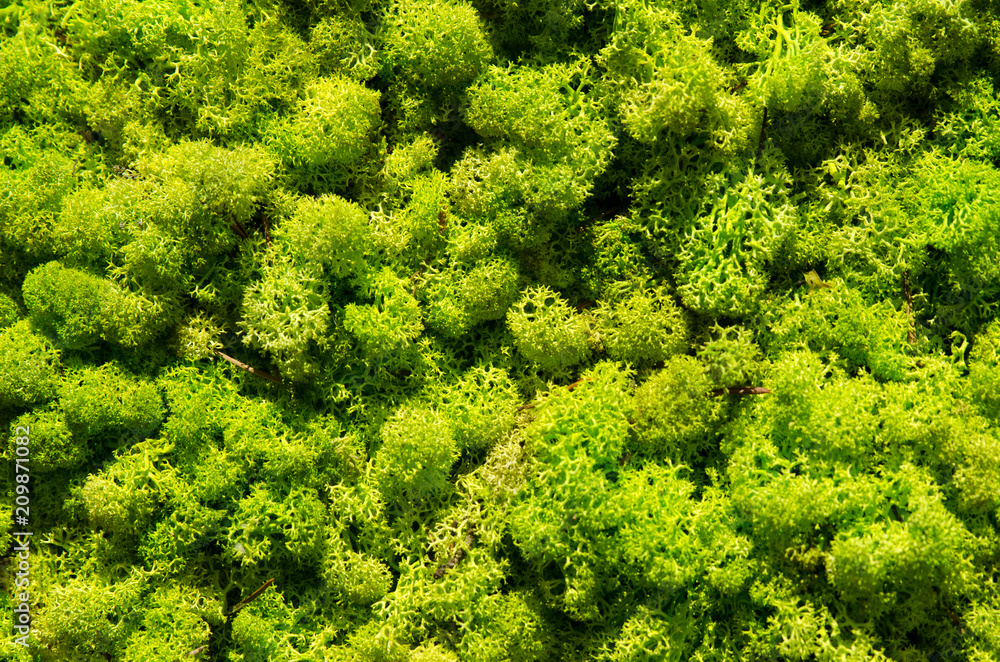 Naklejka premium Green moss wall, top view texture