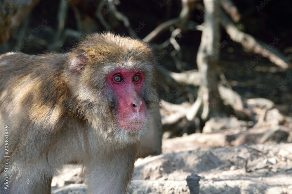 Obraz premium ニホンザル