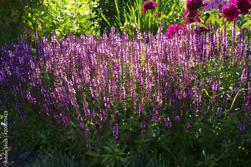 фотографія Salvia x sylvestris Lyrical Rose