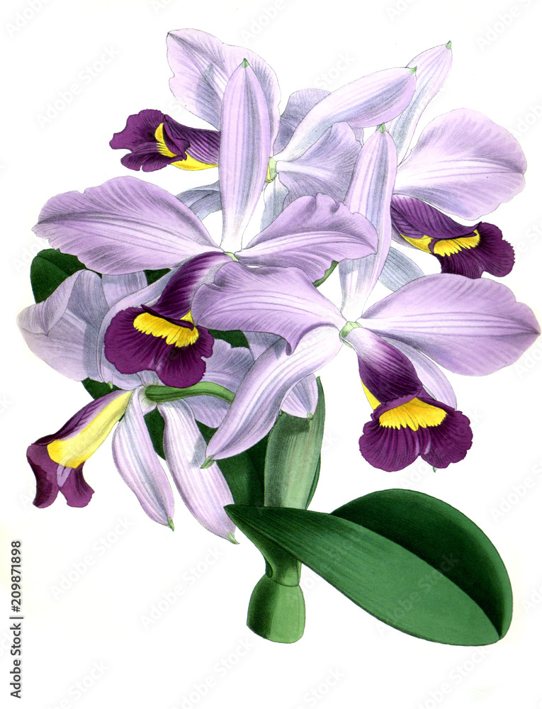 Naklejka premium Illustration of orchid